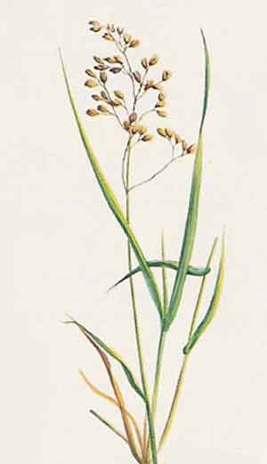 Hierochloe alpina