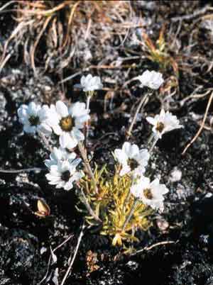 Hulteniella integrifolia