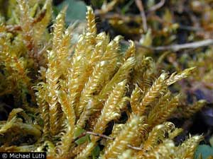 Hypnum lindbergii