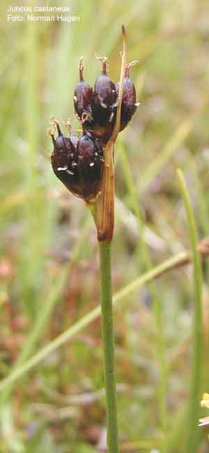 Juncus castaneus