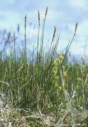 Kobresia myosuroides