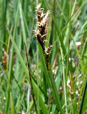 Kobresia simpliciuscula