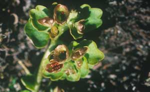 Chrysosplenium tetrandrum