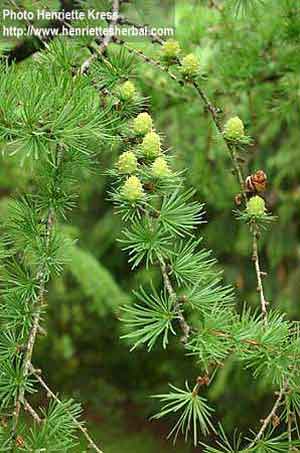 Larix cajanderi