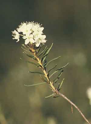 Ledum palustre