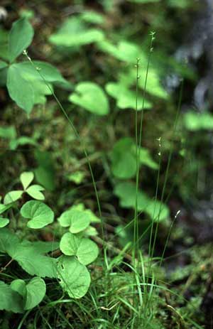 Carex loliacea