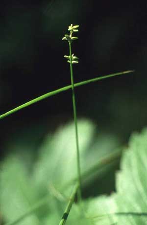 Carex loliacea