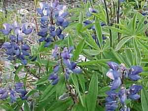 Lupinus arcticus
