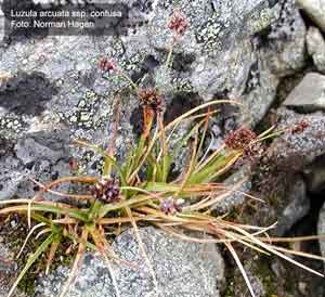 Luzula confusa