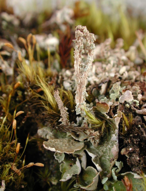 Cladonia macrophylla