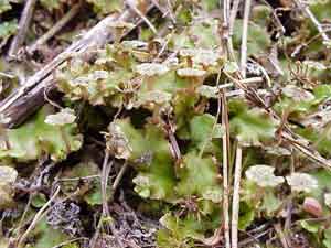 Marchantia polymorpha