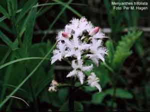 Menyanthes trifoliata