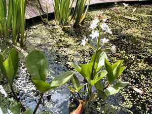 Menyanthes trifoliata