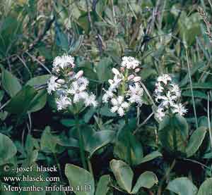 Menyanthes trifoliata