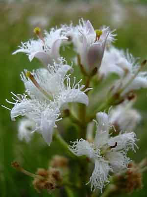 Menyanthes trifoliata