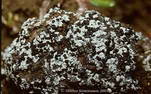 Mycobilimbia lobulata