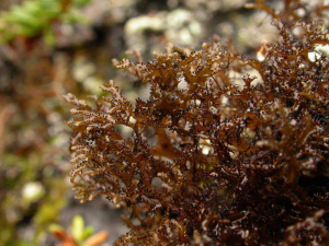 Cetraria nigricans