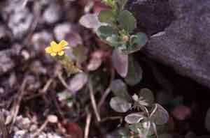Packera heterophylla
