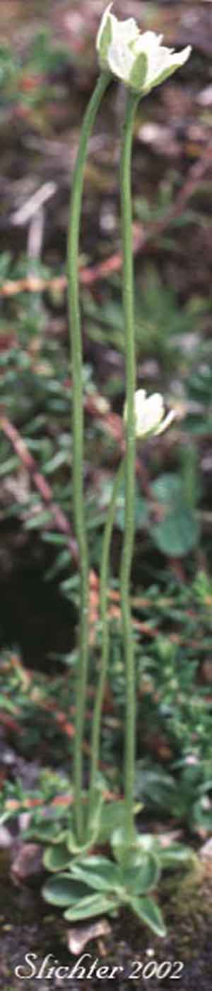 Parnassia kotzebuei