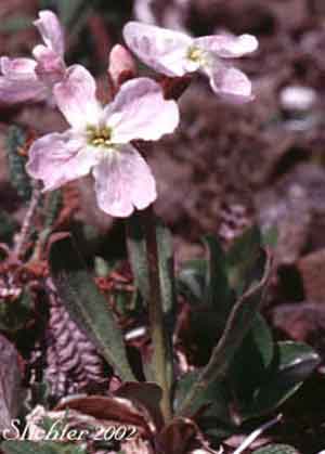 Parrya nudicaulis