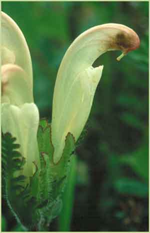 Pedicularis capitata