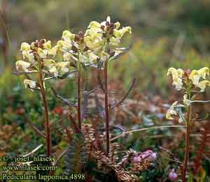 Pedicularis lapponica