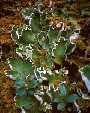 Peltigera
