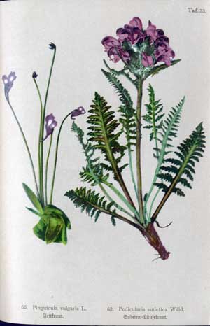 Pedicularis lanata
