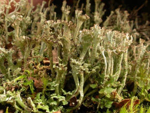 Cladonia phyllophora