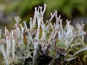 Cladonia phyllophora