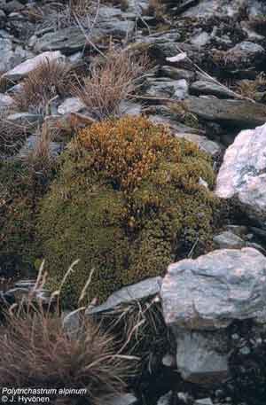 Polytrichastrum alpinum