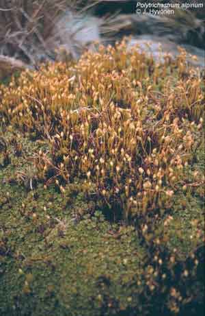 Polytrichastrum alpinum