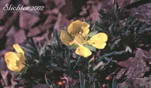 Potentilla biflora