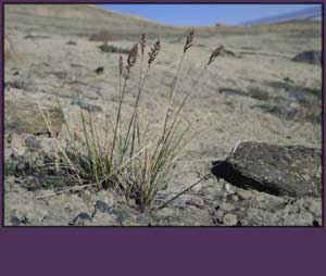 Calamagrostis purpurascens