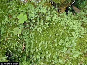 Pohlia cruda