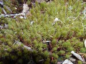 Polytrichum juniperinum