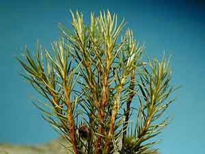 Polytrichum juniperinum