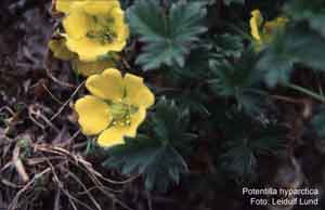 Potentilla hyparctica
