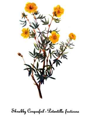 Potentilla