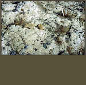 Puccinellia angustata