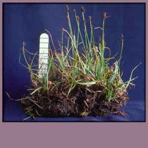 Puccinellia phryganodes