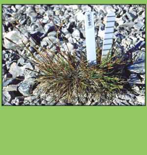 Puccinellia vahliana