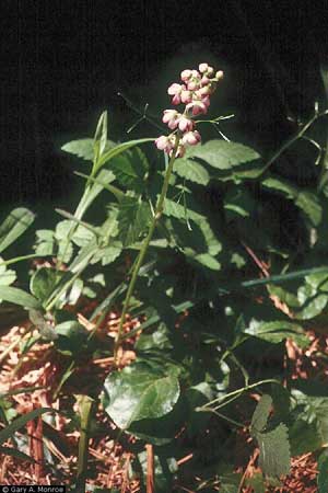 Pyrola asarifolia