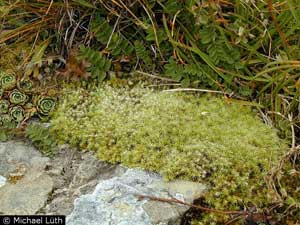 Racomitrium canescens