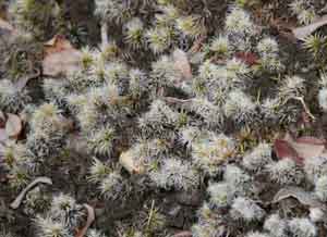 Racomitrium