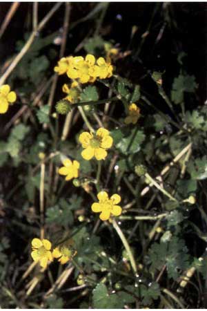 Ranunculus gmelini