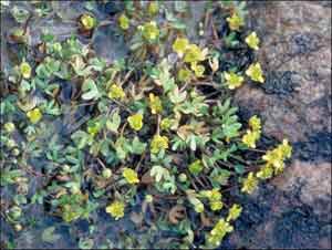Ranunculus hyperboreus