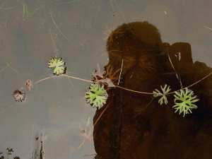 Ranunculus gmelini