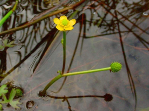 Ranunculus gmelini