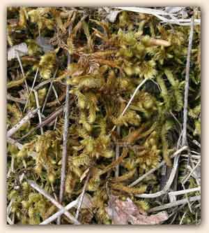 Rhytidium rugosum